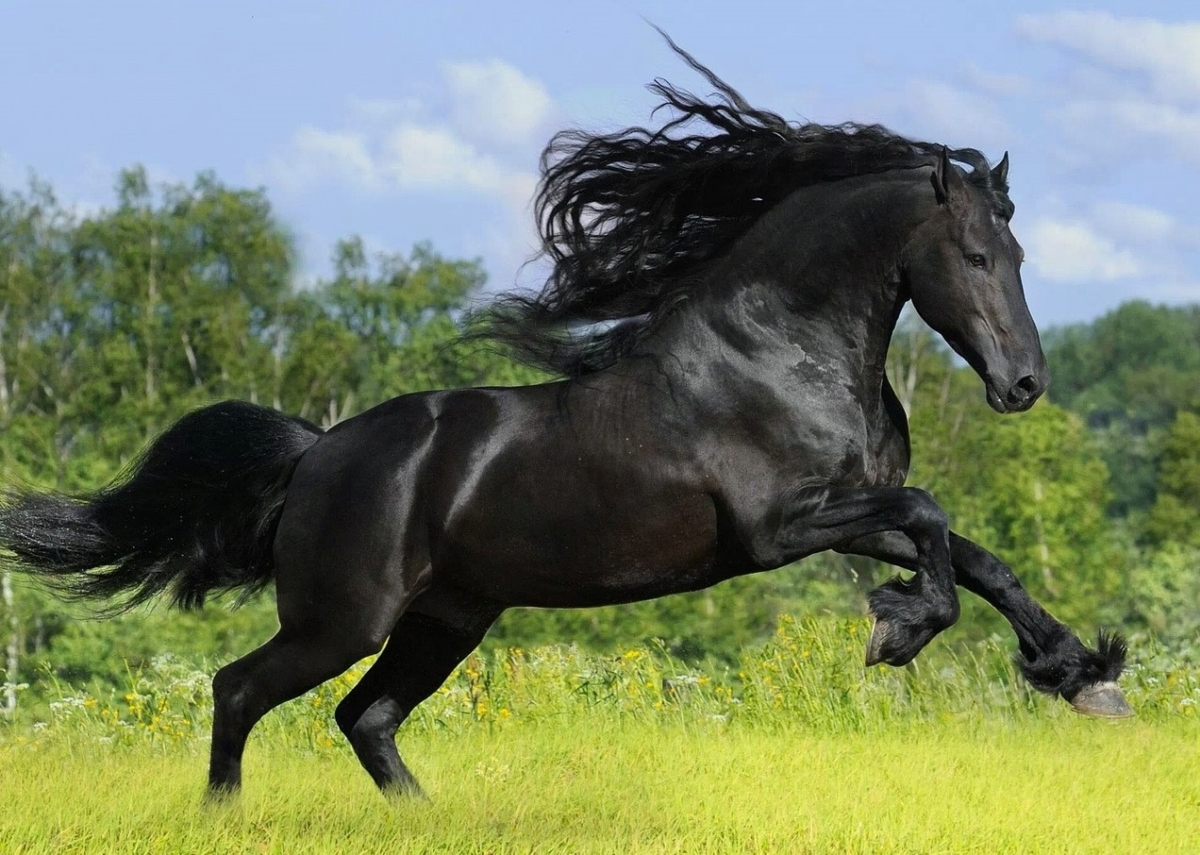 黒い馬