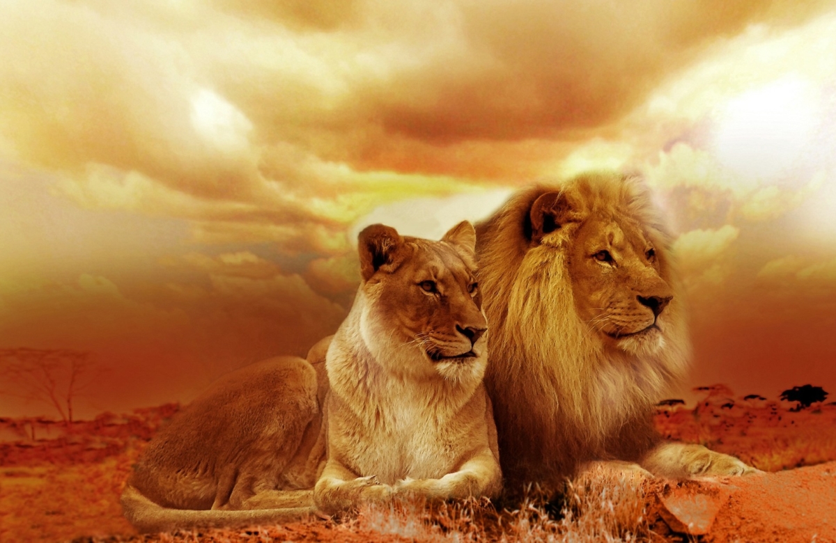 夢占い ライオンの夢 の意味 権力者 パワーの象徴 夢占い 夢努努